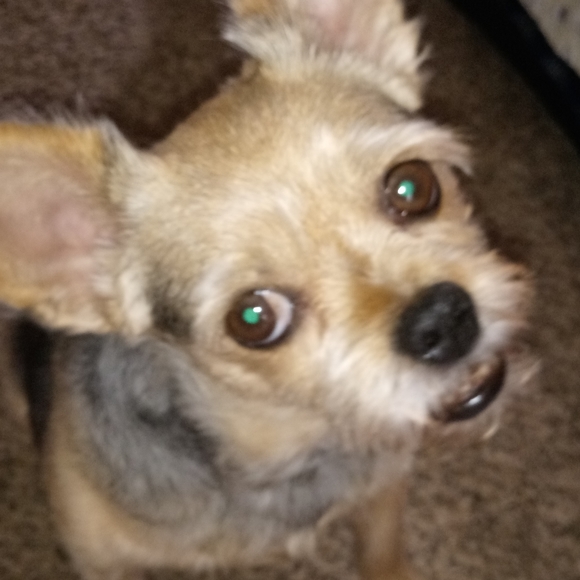 Meet your Posher, Angel - Picture 5 of 5